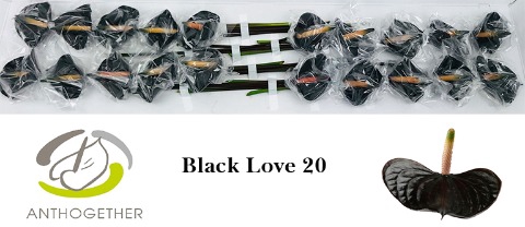 Anthurium Black Love