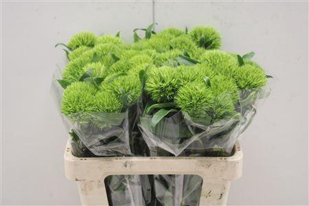 <h4>Di Barb Kiwi Mellow 55</h4>