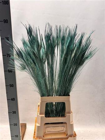 Pauwenveren H% Teint