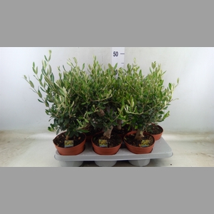 Olea europaea