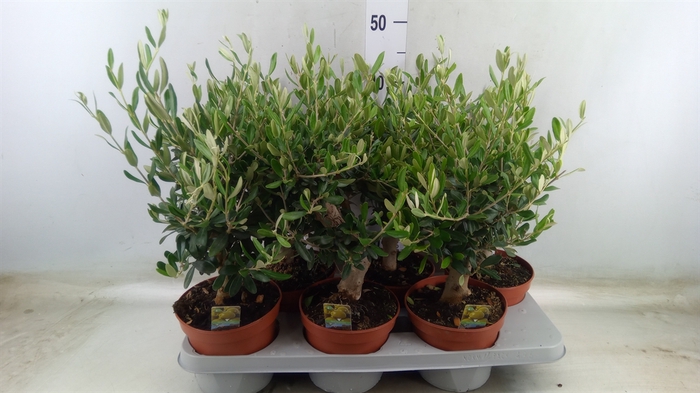 <h4>Olea europaea</h4>