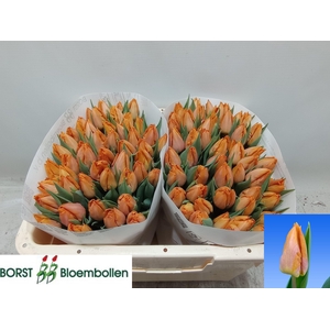 TU EN SUNRISE PRINCE