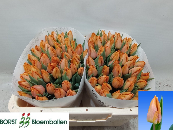 <h4>TU EN SUNRISE PRINCE</h4>