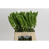 Ornithogalum thyrsoides 'White Star'