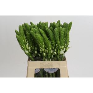 Ornithogalum thyrsoides 'White Star'