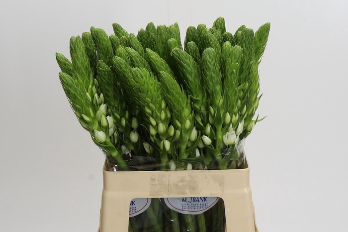 Ornithogalum thyrsoides 'White Star'