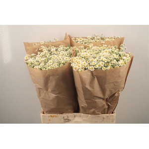 Tanacetum Single Vegmo