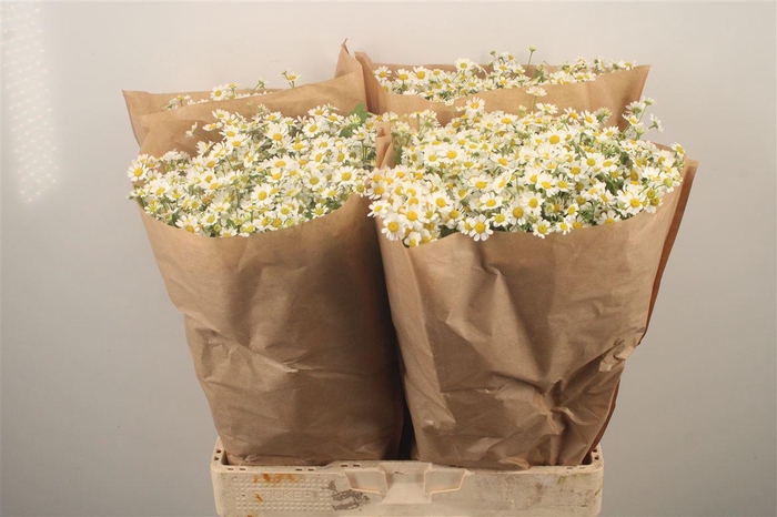 <h4>Tanacetum Single Vegmo</h4>