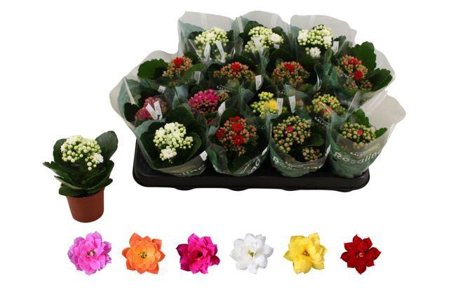 <h4>KAL GE RO GEM 6 KL</h4>