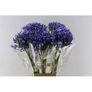 Agapanthus Buddy Blue