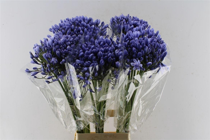 <h4>Agapanthus Buddy Blue</h4>