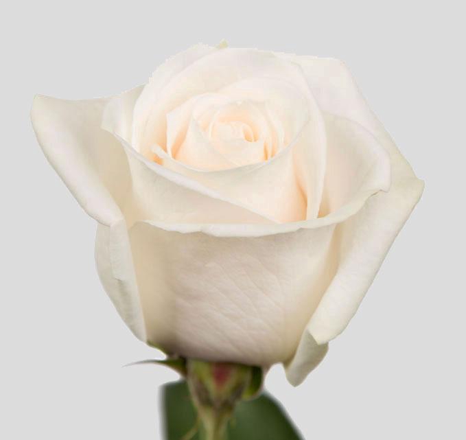 <h4>R GR VENDELA</h4>