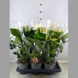 Anthurium andr. 'Alpine'