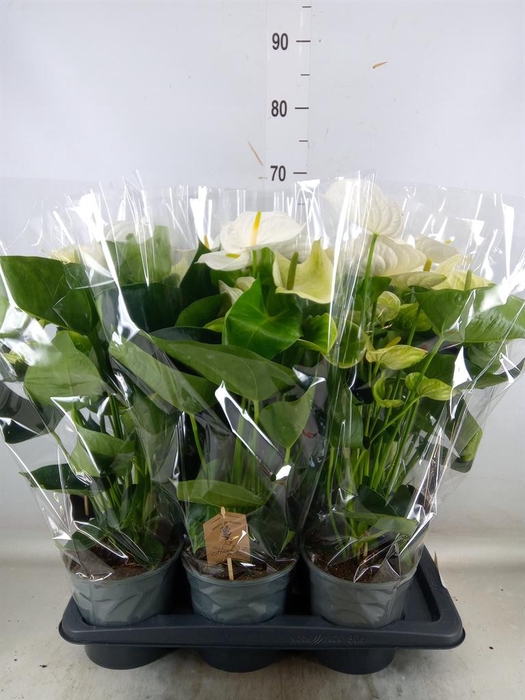 <h4>Anthurium andr. 'Alpine'</h4>