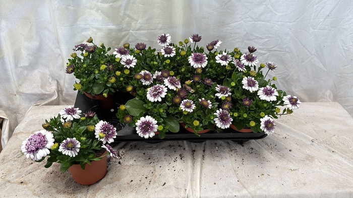 <h4>OSTEO 3D BLUEB SHAKE</h4>