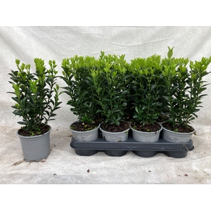 EUONYMUS JA GR SPIRE