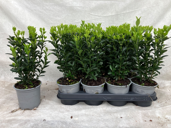 <h4>EUONYMUS JA GR SPIRE</h4>