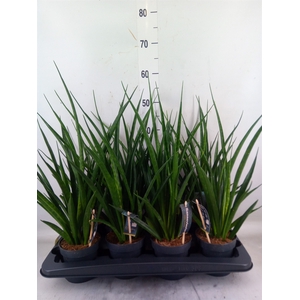 Sansevieria kirkii 'Friends'