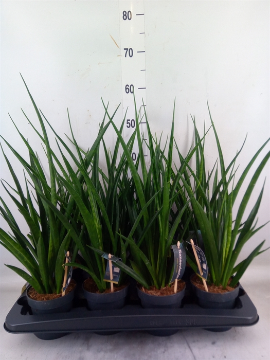 <h4>Sansevieria kirkii 'Friends'</h4>
