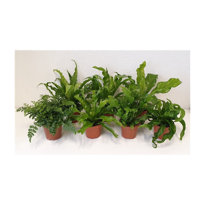 <h4>Asplenium mix</h4>