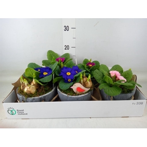 Arr.   Tuinplanten L%