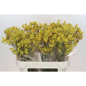 Anigozanthos Bush Down