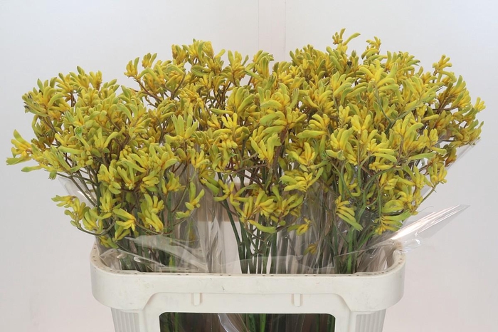 <h4>Anigozanthos Bush Down</h4>