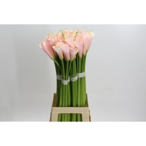 Zantedeschia Eydolls Salmon