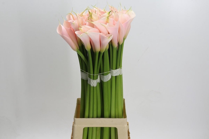 <h4>Zantedeschia Eydolls Salmon</h4>