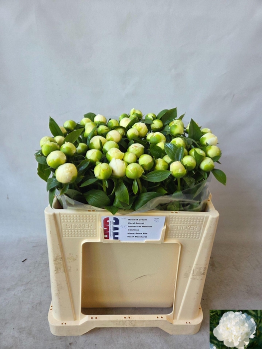 <h4>PAEONIA DUCHESSE DE NEMOURS</h4>