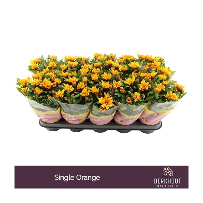 <h4>Chrysant Heat</h4>