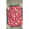 APPEL MALUS GROEN X8
