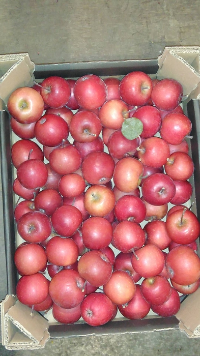 APPEL MALUS GROEN X8