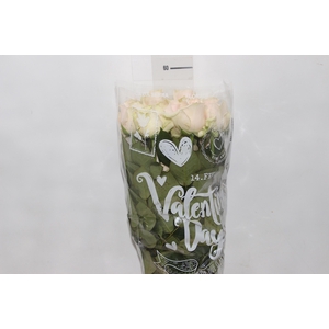 ROSA SWEET AVALANCHE 060 CM ESTUFA