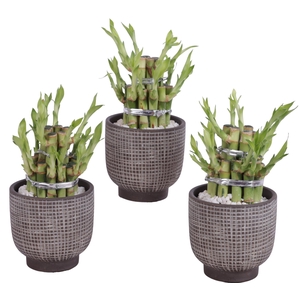 Lucky Bamboo Shape Round 2B Ø11cm Ceramic PL671