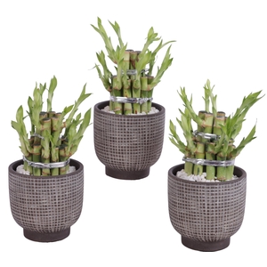 Lucky Bamboo Shape Round 2B Ø11cm Ceramic PL671