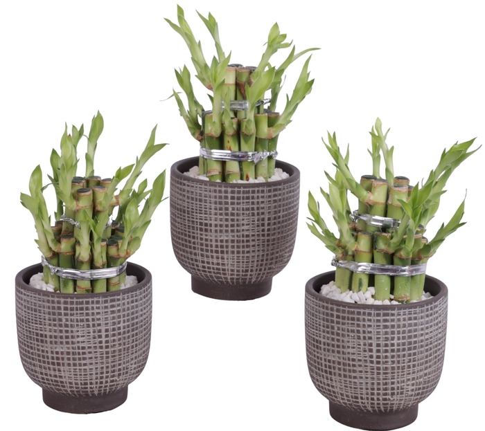 <h4>Lucky Bamboo Shape Round 2B Ø11cm Ceramic PL671</h4>
