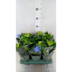 Anthurium andr. 'Smaragd'