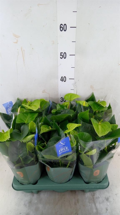 <h4>Anthurium andr. 'Smaragd'</h4>