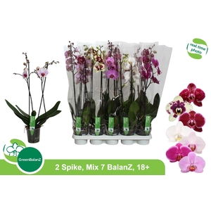 PHAL GEM 7 KL