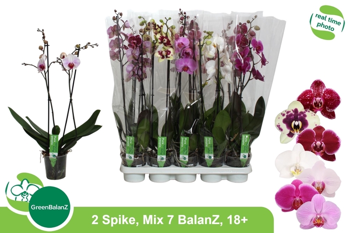 <h4>PHAL GEM 7 KL</h4>