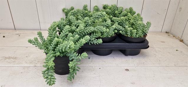 SEDUM BURRITO