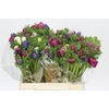 Anemone Mistral Plus Rainbow Mix
