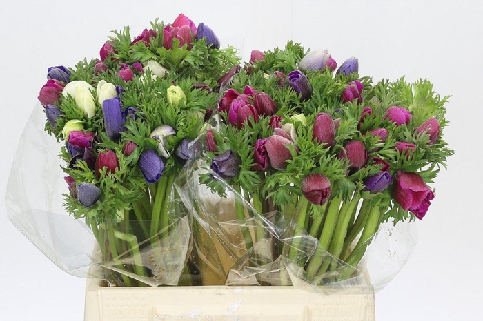Anemone Mistral Plus Rainbow Mix