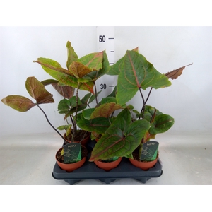 Cyrtosperma johnstonii