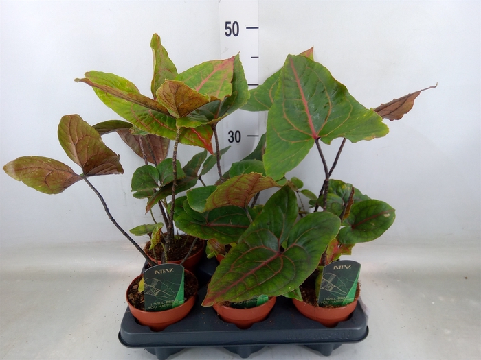 <h4>Cyrtosperma johnstonii</h4>