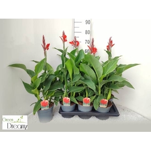 CANNA KRETA