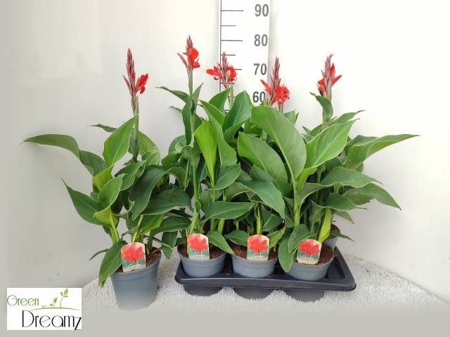 <h4>CANNA KRETA</h4>