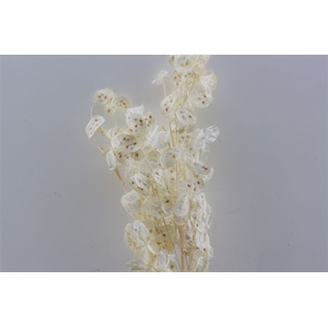 Dried Lunaria Bleached Extra Bunch Slv