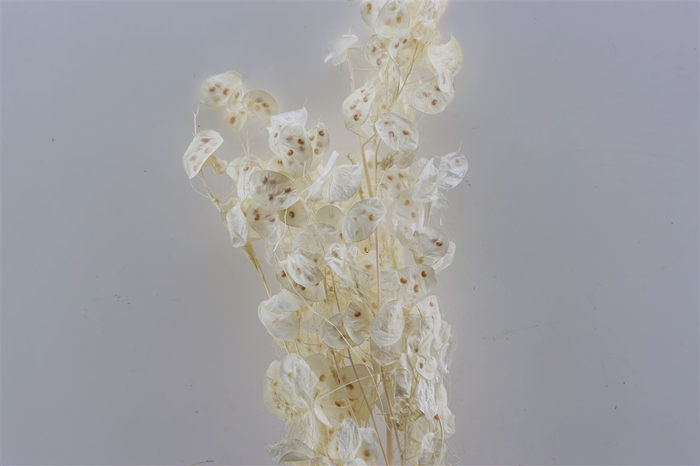 <h4>Dried Lunaria Bleached Extra Bunch Slv</h4>